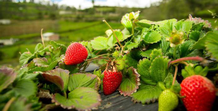 Onde está o melhor morango cultivado? Fazenda estatal de Lenin (distrito de Leninsky, região de Moscou): endereços de pontos de venda