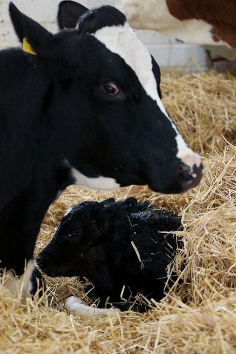 Vacas de raça preta e heterogênea, sua criação, produtividade