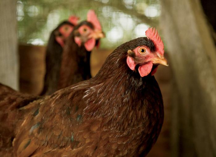 Galinhas de rhodonites: manutenção e cuidados. Ovos de frangos