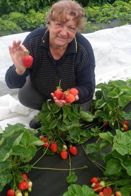 Variedade de morangos na Síria: características, cultivo