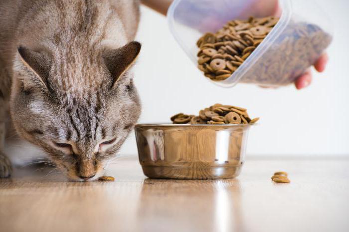 Acana - alimento para gatos: méritos, deméritos e comentários