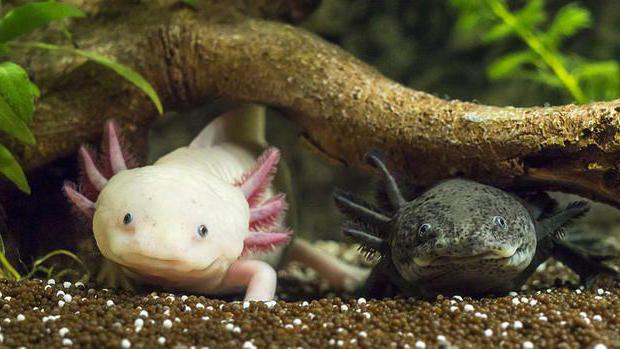 Axolotl: conteúdo e cuidado, descrição, alimentação