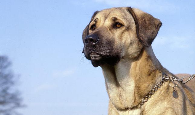 Anatolian Karabash: descrição, conteúdo, foto, preço