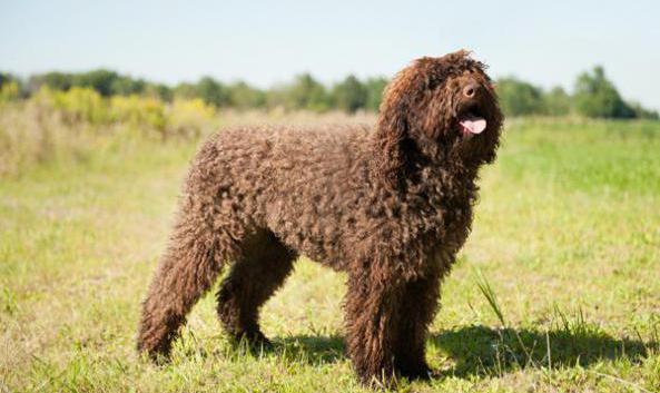 raça do cão do barbet 