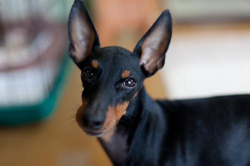 O que alimentar o terrier de brinquedos: recomendações importantes