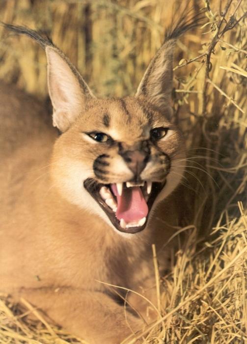 Gatos selvagens e domésticos que parecem um lince