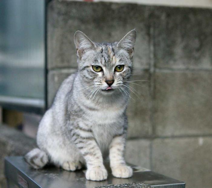 gatos esfumaçados