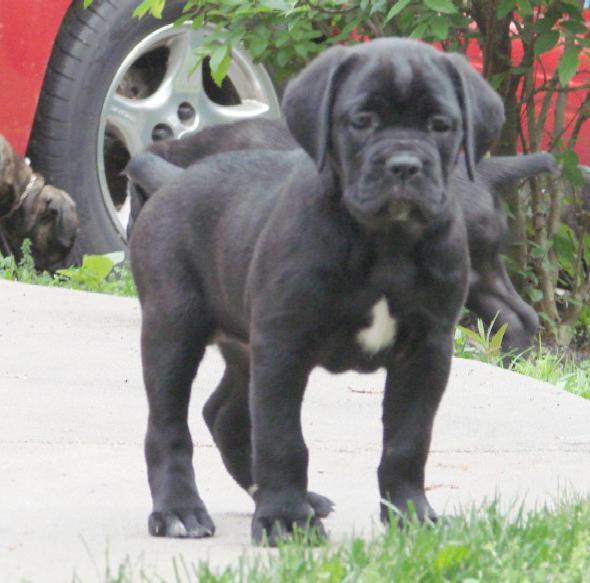 Para aqueles que querem obter um Cane Corso: uma descrição da raça