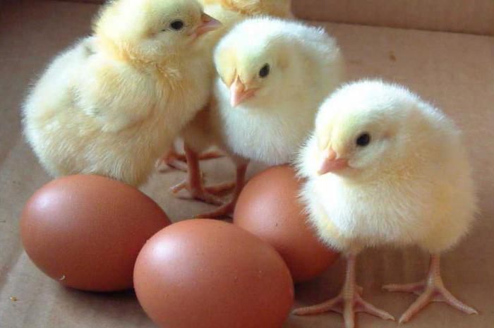 incubadora galinha ideal