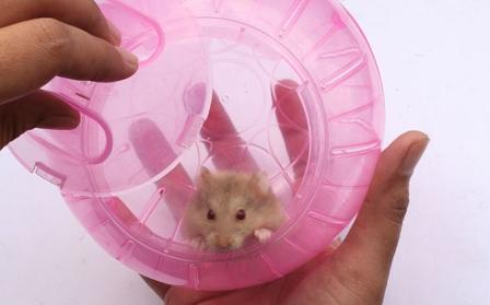 Como cuidar de um hamster em casa: dicas úteis