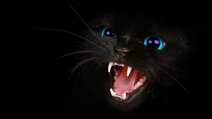 Qual é a visão do gato - cor ou preto e branco? O mundo através dos olhos de um gato