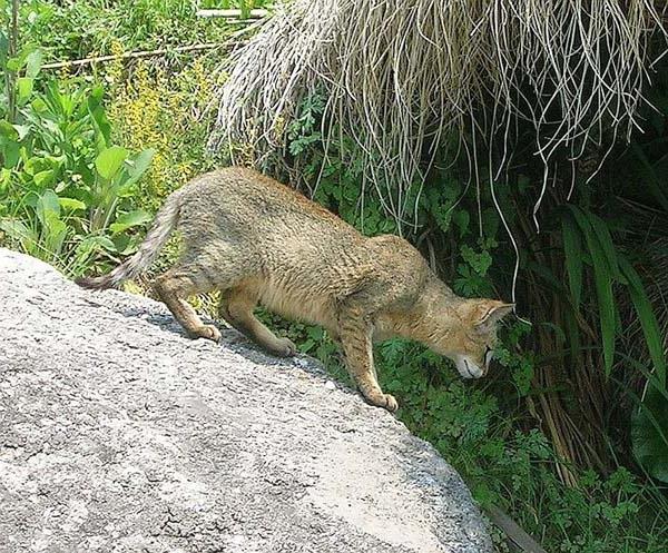 foto de bengala de gato