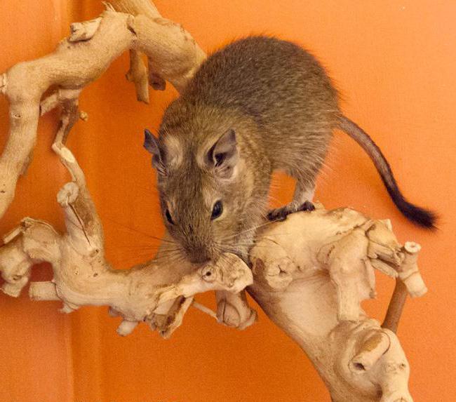 Cage para de mãos próprias: foto, tamanho. Arranjo de gaiola para degu