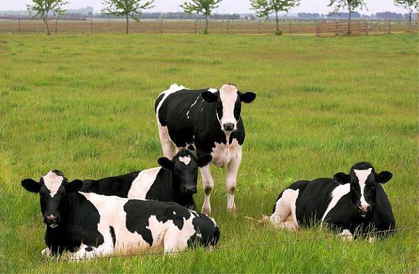 Vacas de leite de raça: características de reprodução. Vacas de produção de leite: raças