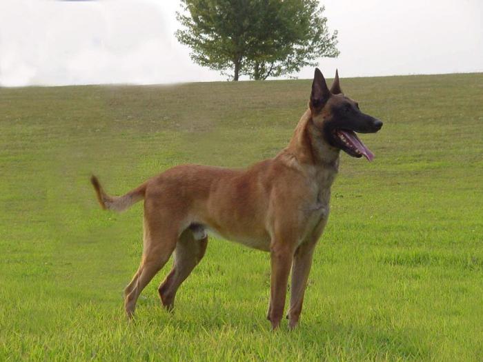 Pastor belga de Malinois