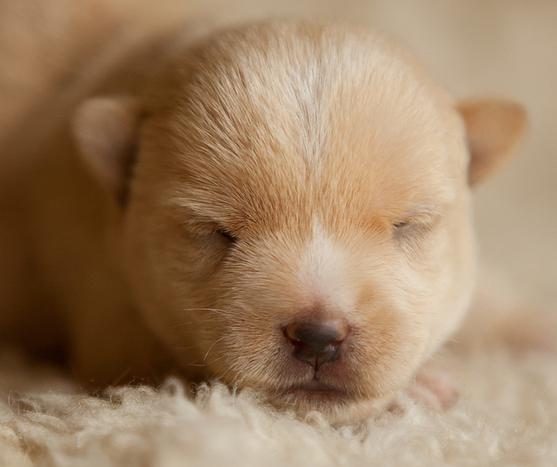 Norwich Terrier: descrição da raça