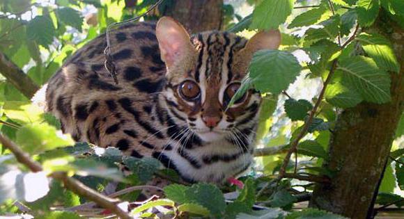 Gatos manchados: a raça. Gato malhado britânico