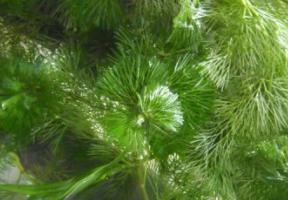 hornwort verde escuro