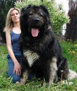 Os maiores cães do mundo - de que tipo de rochas eles estão falando?
