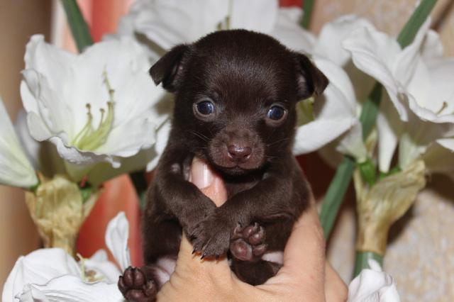 mini terrier de brinquedo