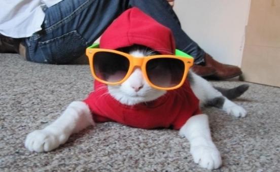 gato com óculos e chapéu