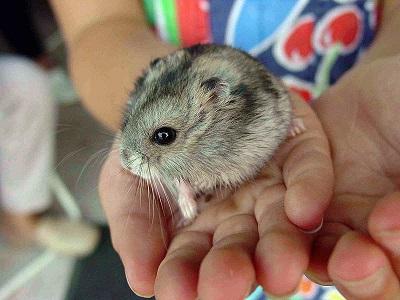 Quanto um hamster vive e como cuidar dele?
