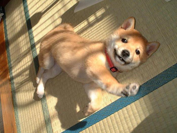 filhotes de shiba inu