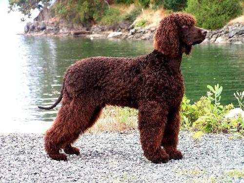 Dog water spaniel Irish: cuidados adequados, descrição da raça e comentários