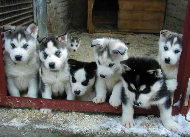 descrição da raça do cão husky 