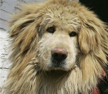 Mastiff tibetano - o cachorro mais caro do mundo