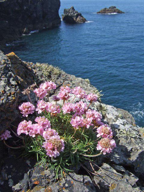 Armeria: plantio e cuidado, cultivo