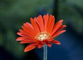 Aster - uma flor de extraordinária beleza