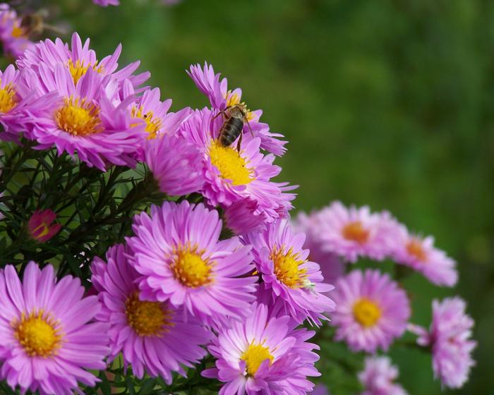 flores no jardim