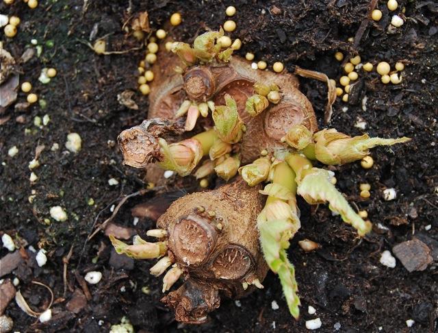 Begonia tubérculo: invernada e preparação correta para isso