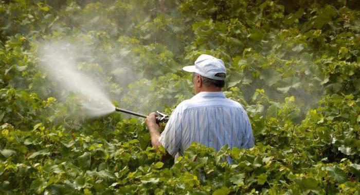 tratamento de mofo de uvas como processar 