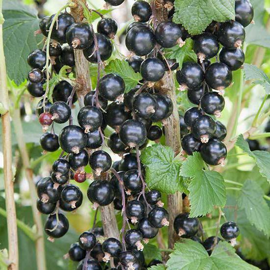 O que primavera para alimentar framboesas e groselhas