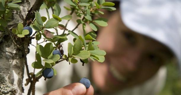 Bilberry Garden: plantar e cuidar da planta