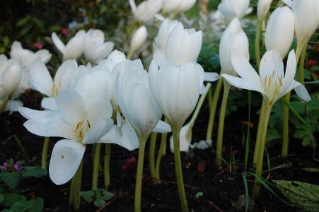 flores de árvores de outono