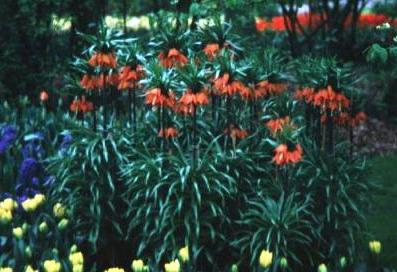 Flores da perdiz de aveleira imperial - o representante real de plantas de jardim