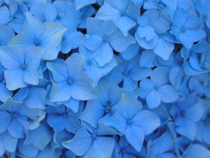 Uma flor com flores azuis - um pequeno céu no seu canteiro de flores