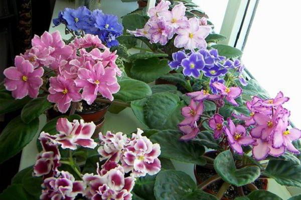 plantas com flores ornamentais