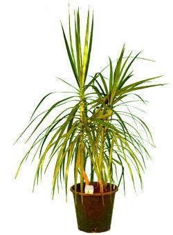 Dracaena: as pontas das folhas secas. Dracaena marginate - cuidados domiciliários