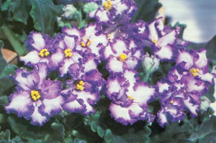 Quarto violeta - cuidar de belas flores