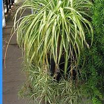 Chlorophytum: atendimento domiciliar, problemas crescentes