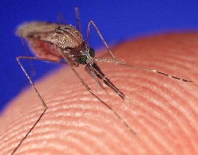 como se livrar da coceira de uma picada de mosquito