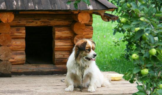 como fazer um estande para um cachorro com suas próprias mãos