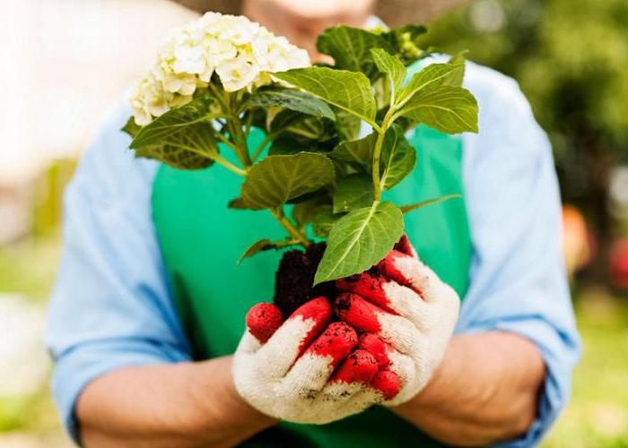 como cuidar de uma árvore de hortênsia em uma dacha