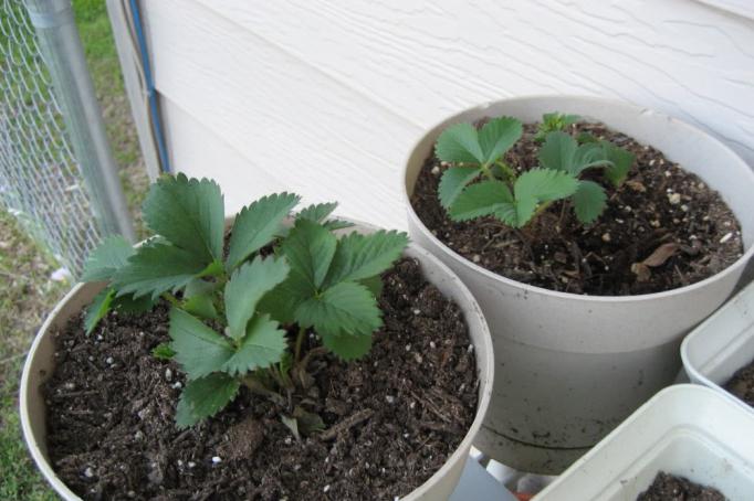 como plantar corretamente morangos com sementes