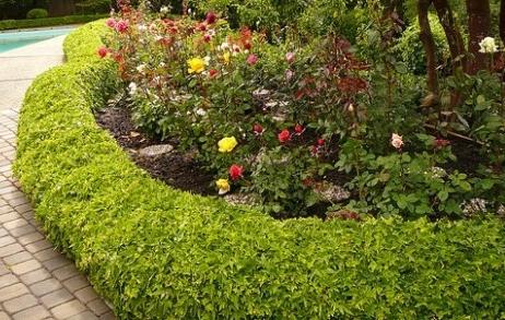 Como escolher uma borda de jardim para o seu site?
