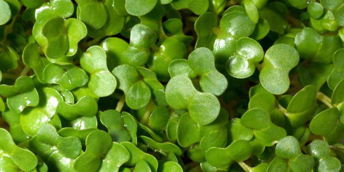  como crescer rapidamente salada de agrião em uma janela 